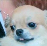 Наказват ветеринар от Тервел заради кучето Рая