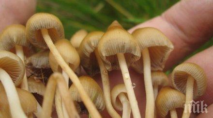 пловдичанин напълни лексус весели гъби марихуана