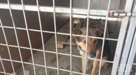 столичен квартал пропищя незаконен кучкарник