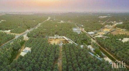 район саудитска арабия големият самостоятелен оазис света