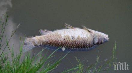 прокуратурата проверява замърсяване водите реката златарица