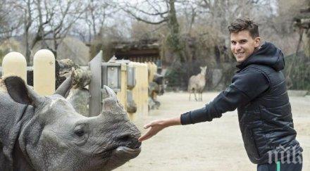 доминик тийм осинови бебе снимки видео