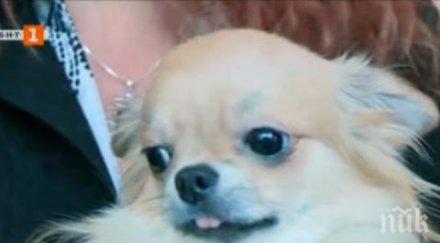 наказват ветеринар тервел заради кучето рая