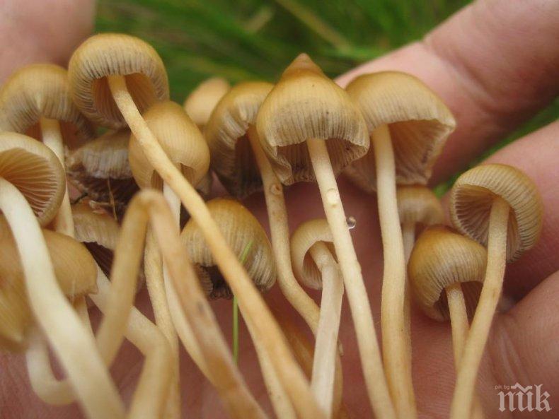 Десетилетия след Чернобил: В Бавария все още растат радиоактивни гъби