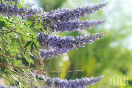 Наричат тази това дърво женската билка и има защо