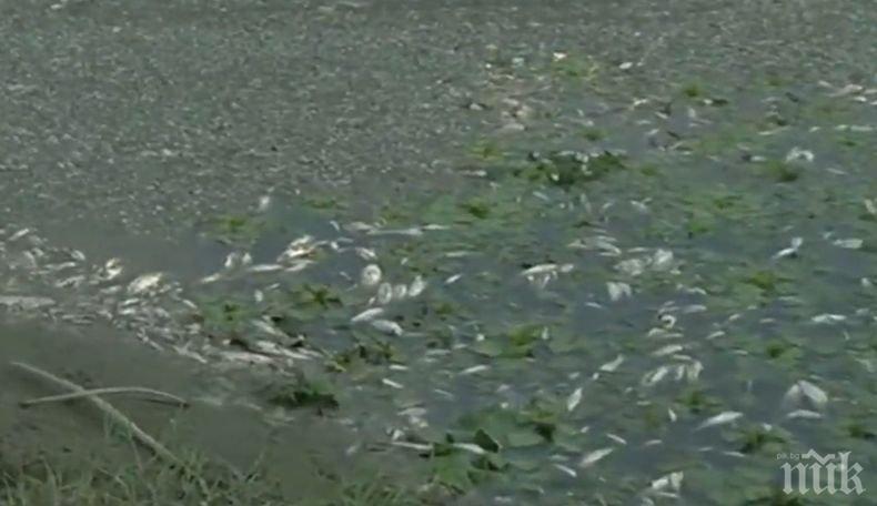 Тонове мъртва риба по бреговете на реката в Златарица