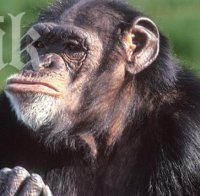 Шимпанзе рисува с език, печели $ 10 000