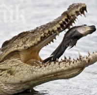 Крокодил държи в плен турист на самотен остров