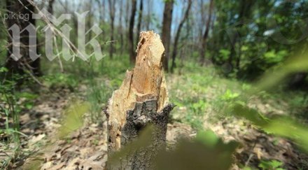 мъж загина сеч дърва еленския балкан