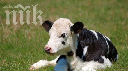 годишна зарази тения телешки мръвки