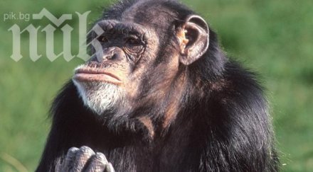 шимпанзе рисува език печели 000
