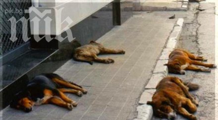 масово избиват кучета сапарева баня