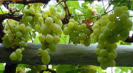 добра гроздова ракия сливенско