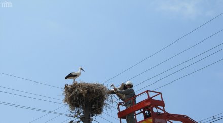 египтяни хванали щъркел шпионаж полза франция
