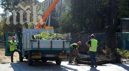 режат сухи опасни дървета софия