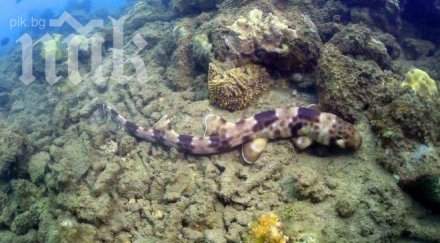 биолози откриха ходеща акула индонезия видео