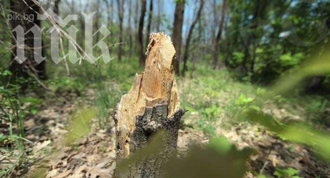 Мъж загина при сеч на дърва в Еленския Балкан