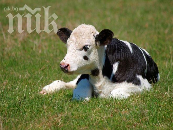 43-годишна се зарази с тения от телешки мръвки