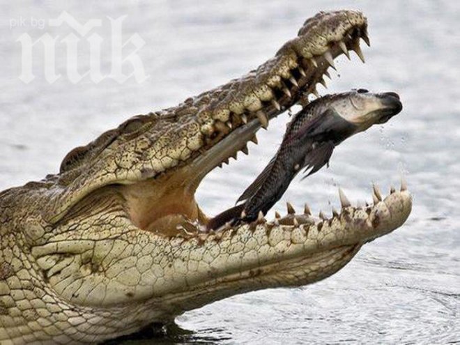 Крокодил държи в плен турист на самотен остров