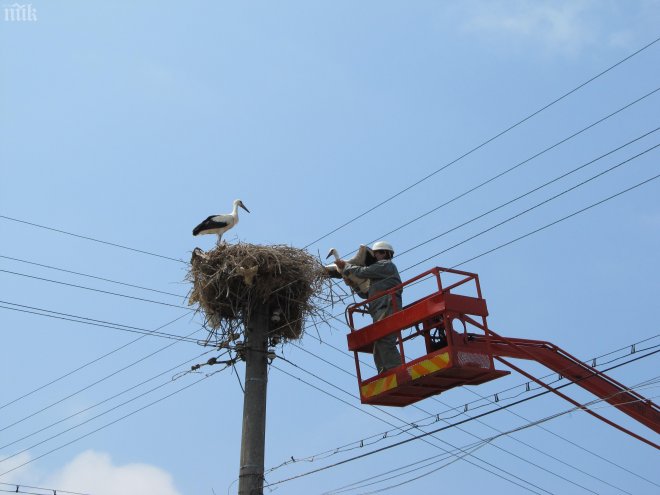 Египтяни хванали щъркел в шпионаж в полза на Франция 