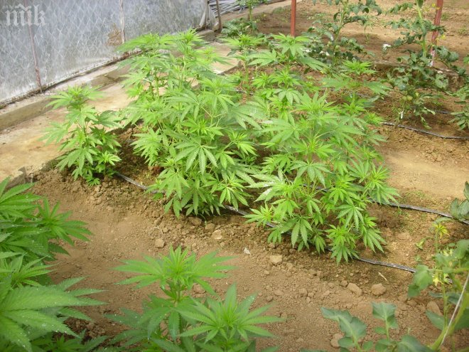 Удариха още две лаборатории за марихуана. Шестима в ареста