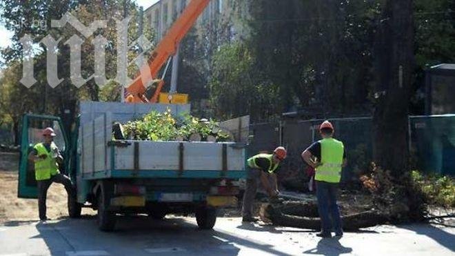 Режат сухи и опасни дървета в София