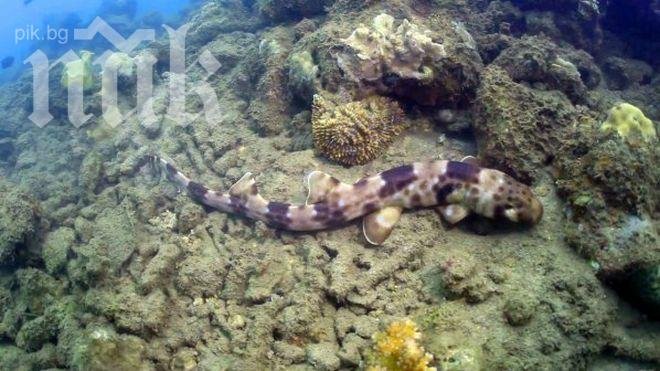 Биолози откриха ходеща акула край Индонезия (видео)