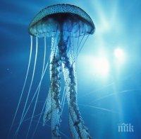 учените скоро ядем медузи