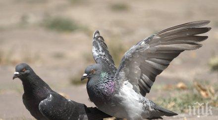 внимание всеки втори гълъб носи устойчиви лекарства бактерии