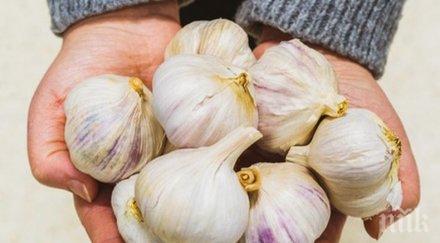 чесънът полезен суров запържен опасен