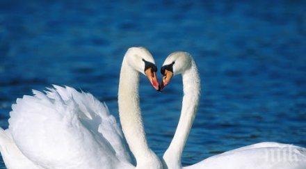 животни бихте помислили опасни