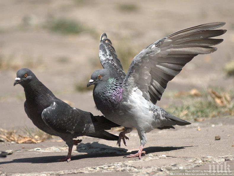 ВНИМАНИЕ: Всеки втори гълъб носи устойчиви на лекарства бактерии