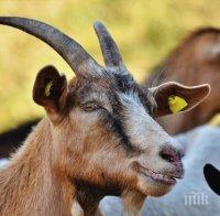 Кози и крави пресичат пътя Димитровград-Меричлери (СНИМКА)