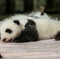 В Нидерландия се радват на бебе панда от мъжки пол