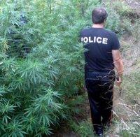 Изправят на съд плантатори от Петрич, садили коноп