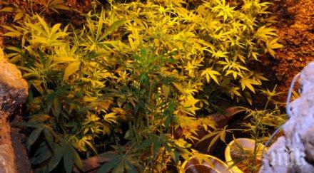 откриха нарколаборатория тавана старо училище габровско