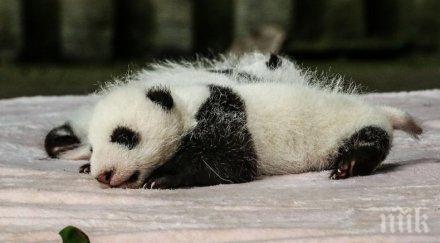 нидерландия радват бебе панда мъжки пол