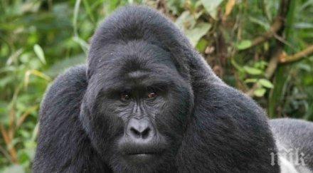 зоопаркът бостън нов обитател