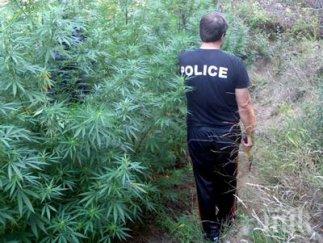 изправят съд плантатори петрич садили коноп