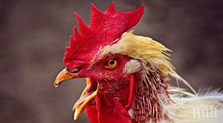 шок боен петел уби полицай