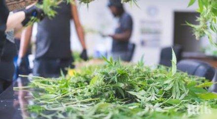 спецакция врачанско разкриха наркооранжерия оръжие лиляче издирват собственика