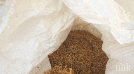 заловиха перничанин кила незаконен тютюн