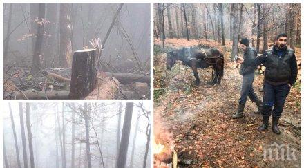 секач дърва загина смолян