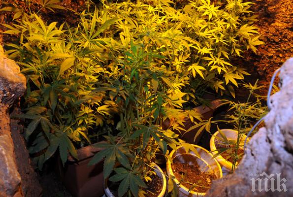 Откриха нарколаборатория на тавана на старо училище в Габровско