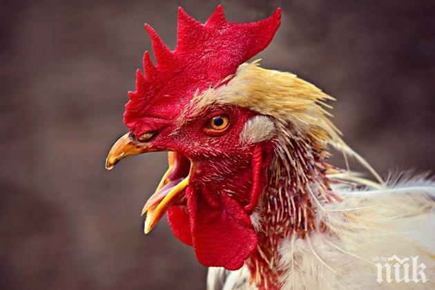 Знаете ли защо кукуригат петлите?