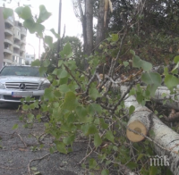 Дърво падна в центъра на Пловдив, трагедията се размина на 3 секунди