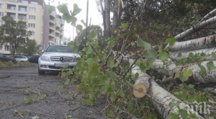 дърво падна центъра пловдив трагедията размина секунди