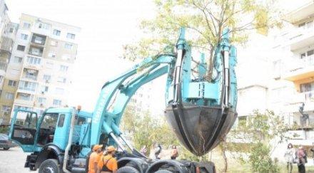 варна преместват спасяват дървета специална машина
