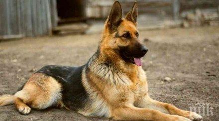 учени разкриха богатата история кучетата