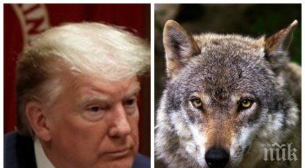 тръмп извади вълците списъка защитените видове сащ